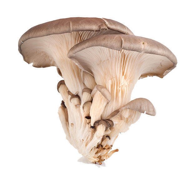 oyster mushroom